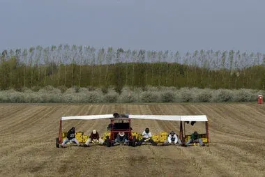 Muskegon Chronicle/via MLive. Not me in 2009, but a great example of what an asparagus cart is.