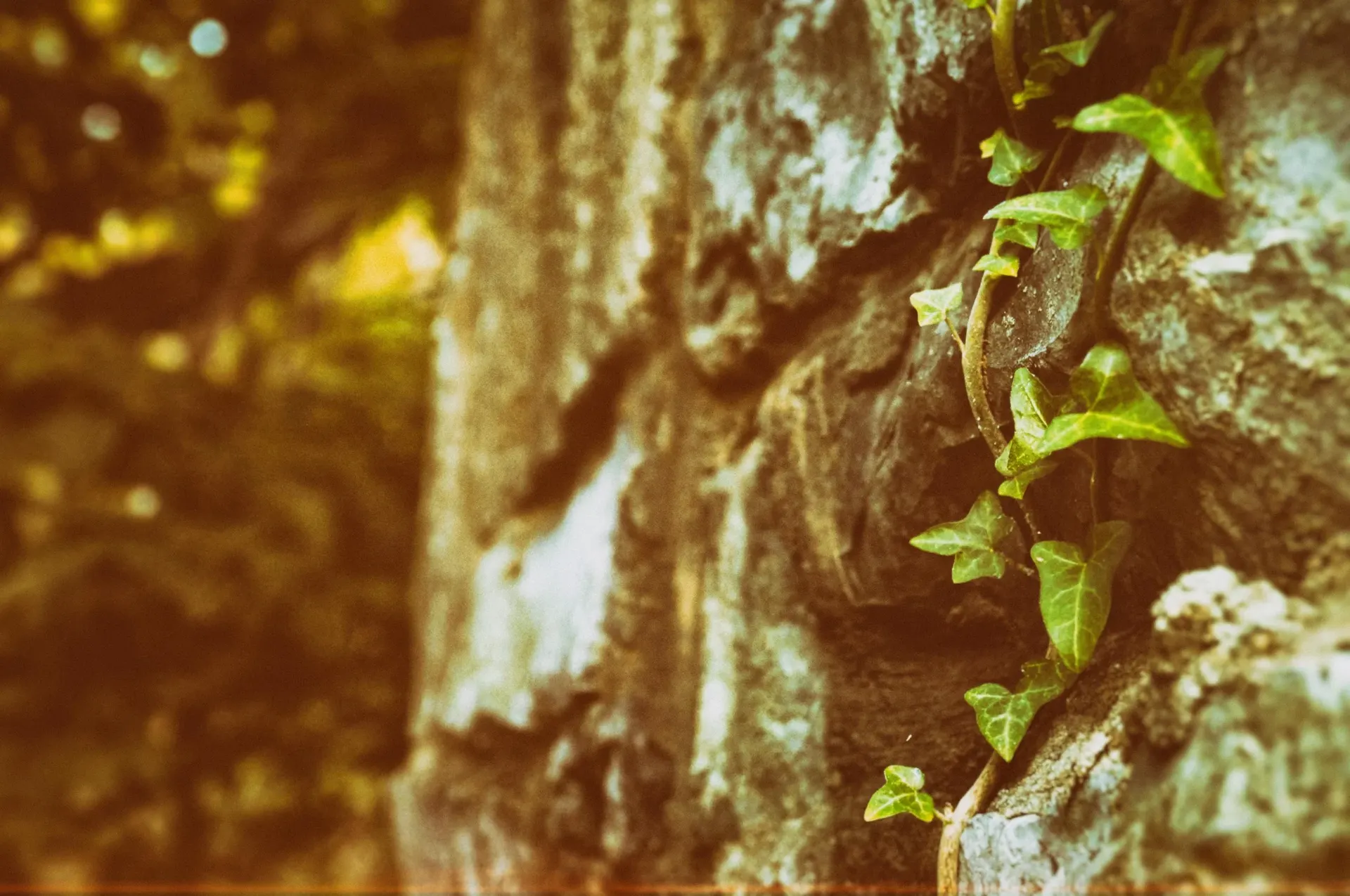 Thrive Vine - 